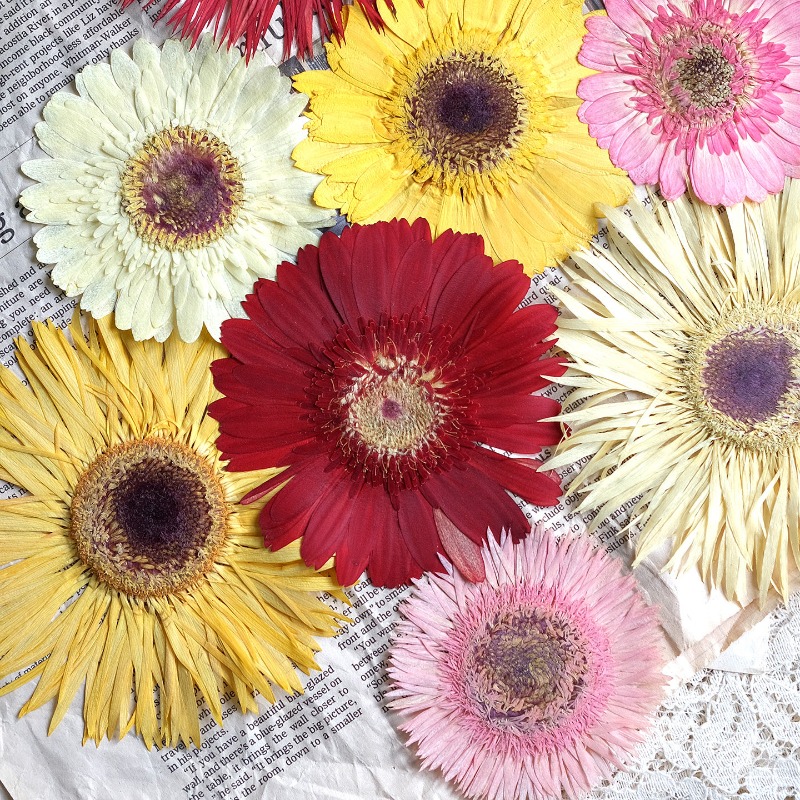1 peça/7-9cm, gerbera prensada - Resin Art Phone Case avaliação e preço